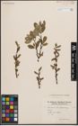 Foto von Salix cinerea L. x Salix nigricans Sm.